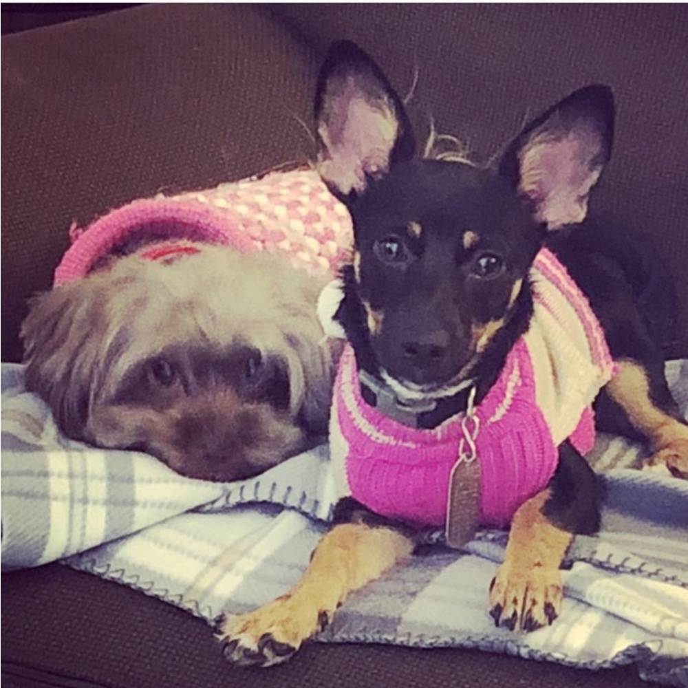 Family Pets - Picture 1 of 11